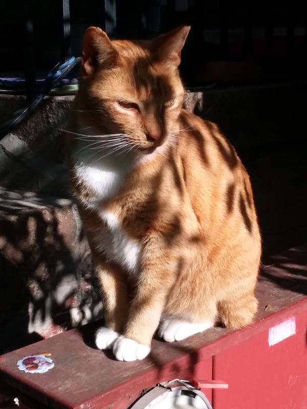 /Images/uploads/Humane Rescue Alliance/HRACalendarPhotoContest/entries/8954thumb.jpg
